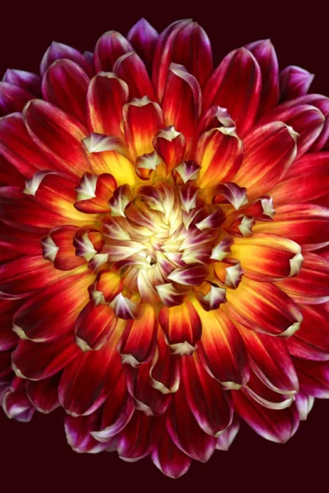 Framed Print : Akita. Dahlia Akita Framed Print : Akita. Dahlia Akita