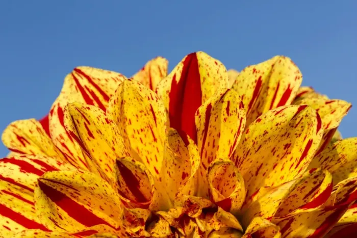 Framed Print : Dahlia -Dahlia sp. -, Hesse, Germany