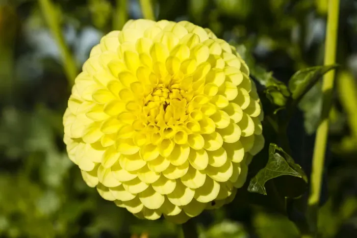 Framed Print : Dahlia -Dahlia sp. -, Hesse, Germany Framed Print : Dahlia -Dahlia sp. -, Hesse, Germany
