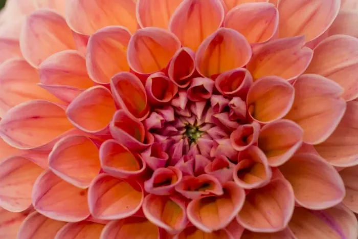 Framed Print : Dahlia -Dahlia sp. -, Hesse, Germany Framed Print : Dahlia -Dahlia sp. -, Hesse, Germany