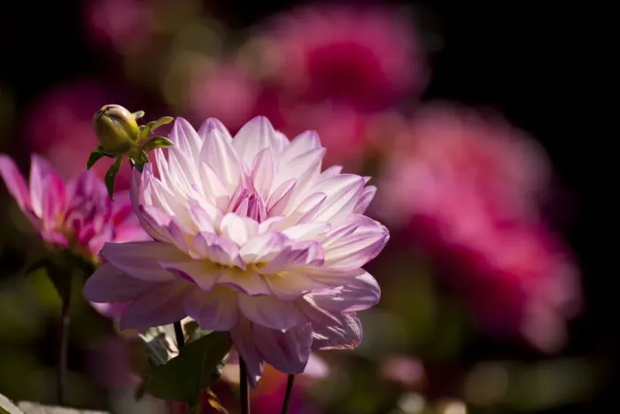 Framed Print : Dahlia, flower, Germany Framed Print : Dahlia, flower, Germany