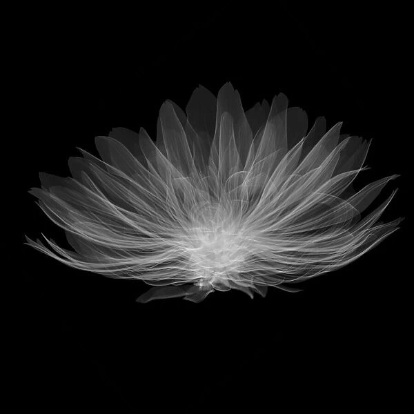 Dahlia Gallery Pablo flower, X-ray
