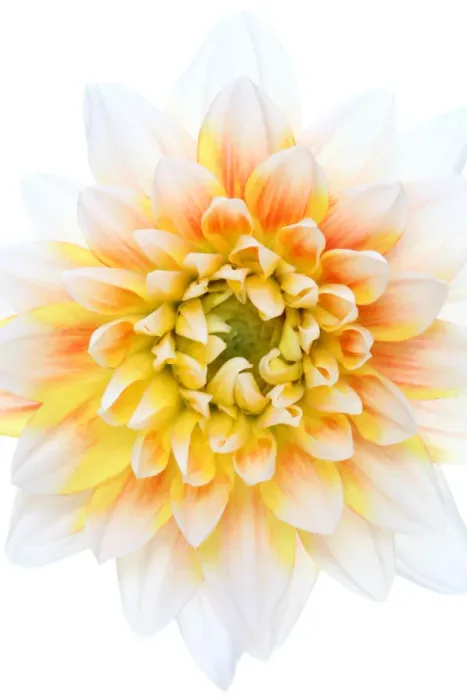 Framed Print : Dahlia Lady Darlene Framed Print : Dahlia Lady Darlene