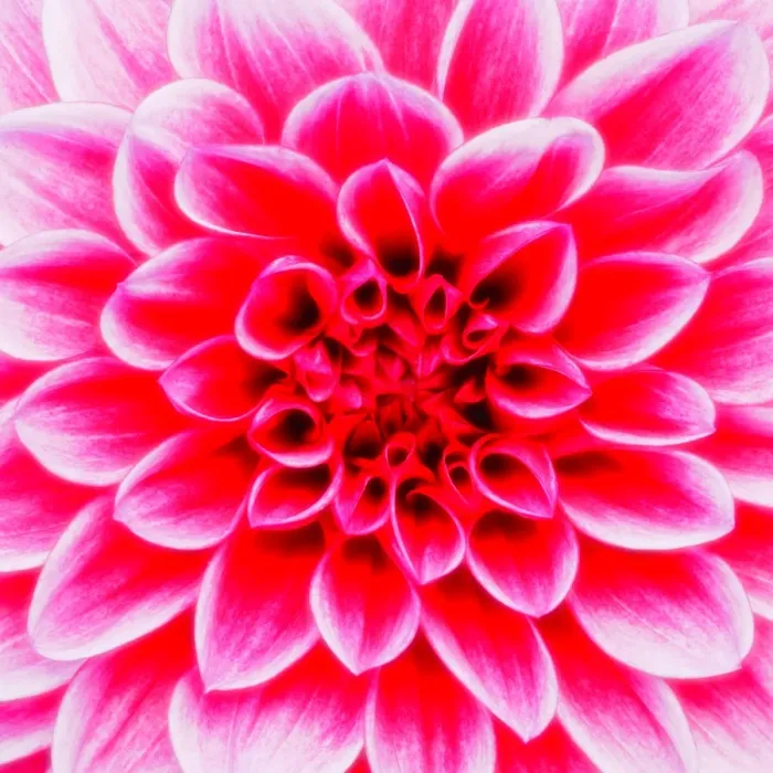 Framed Print : Dahlia Maxim (Dahlia), flower, close-up