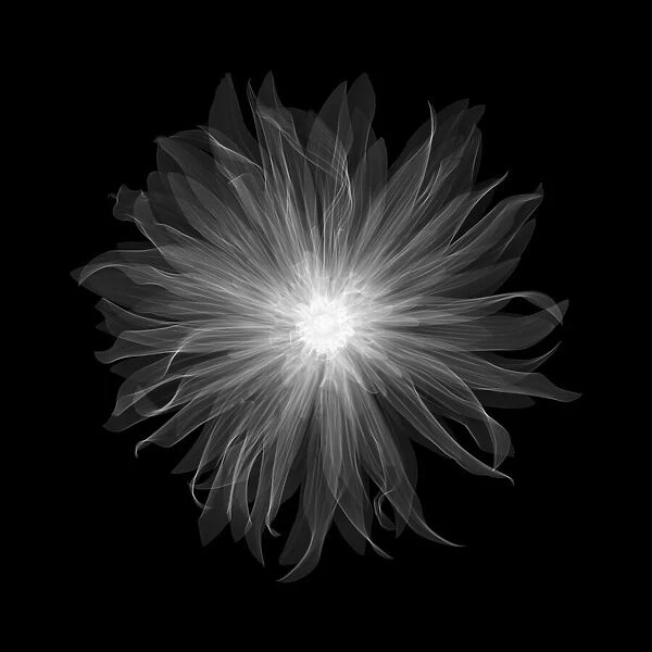 Dahlia Munchen Pablo flower, X-ray