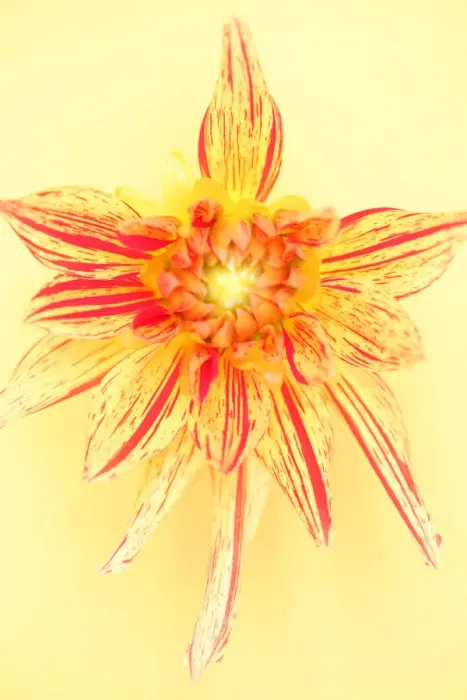 Framed Print : Dahlia, Striped Vulcan Framed Print : Dahlia, Striped Vulcan