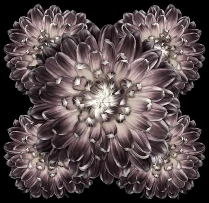 Framed Print : Akita. Dahlias Akita in monochrome / black and white