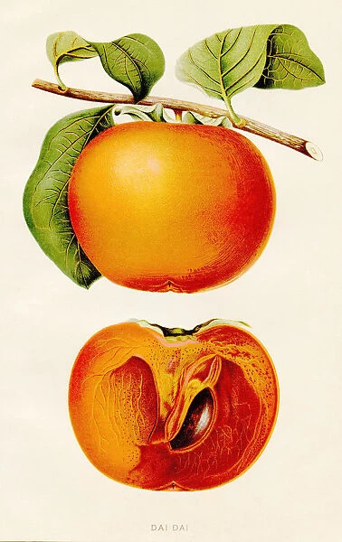 Dai Dai orange illustration 1891