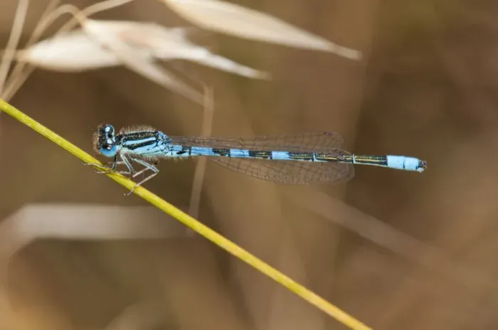 Framed Print : Dainty Damselfly -Coenagrion scitulum-, Palaiokastro, Serres, Macedonia, Greece Framed Print : Dainty Damselfly -Coenagrion scitulum-, Palaiokastro, Serres, Macedonia, Greece