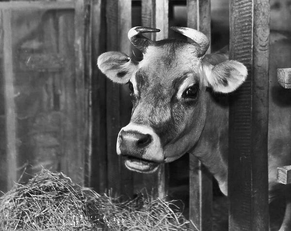 Dairy Cow. A dairy cow in a stable, circa 1935. (Photo by FPG / Hulton Archive / Getty Images)