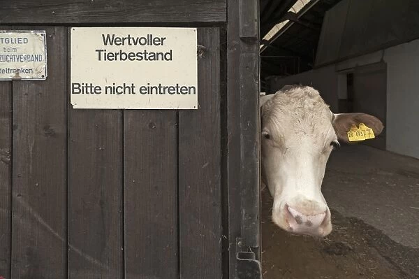 Dairy cow looking out of a barn, left sign wertvoller Tierbestand, German for valuable livestock, Bavaria, Germany