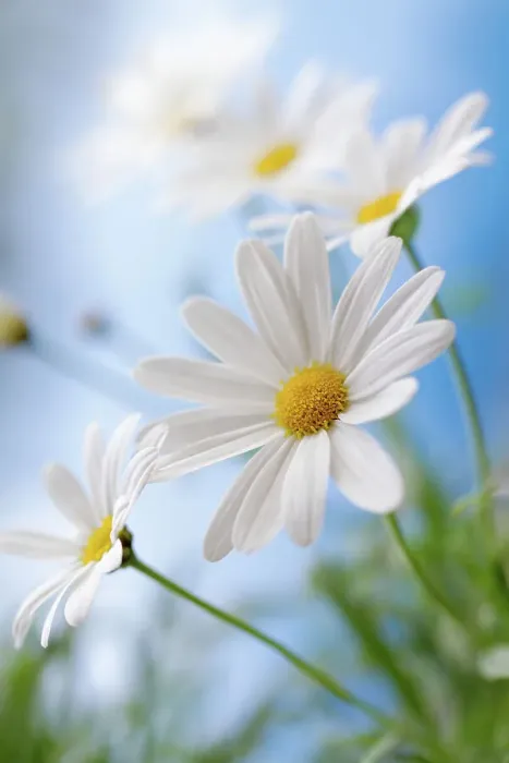 Framed Print : Daisies. Marguerite daisies Framed Print : Daisies. Marguerite daisies