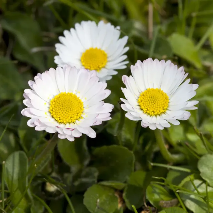 Framed Print : Daisies -Bellis perennis- Framed Print : Daisies -Bellis perennis-
