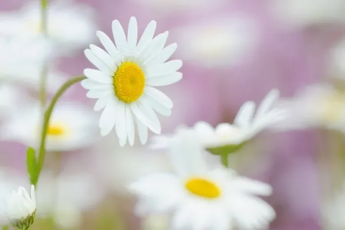 Framed Print : Daisies -Leucanthemum- Framed Print : Daisies -Leucanthemum-