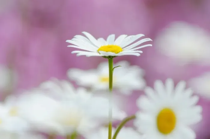 Framed Print : Daisies -Leucanthemum- Framed Print : Daisies -Leucanthemum-