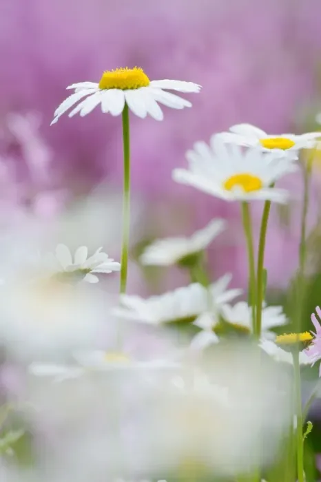 Framed Print : Daisies -Leucanthemum- Framed Print : Daisies -Leucanthemum-