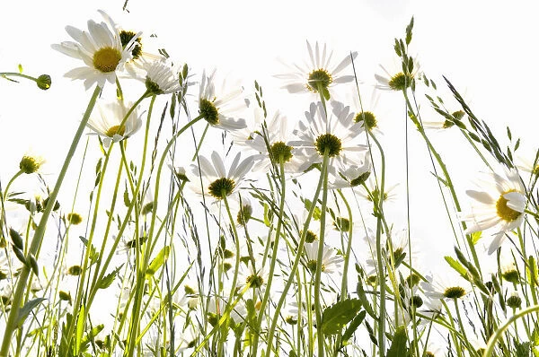 Daisies (Leucanthemum) in a meadow against the light