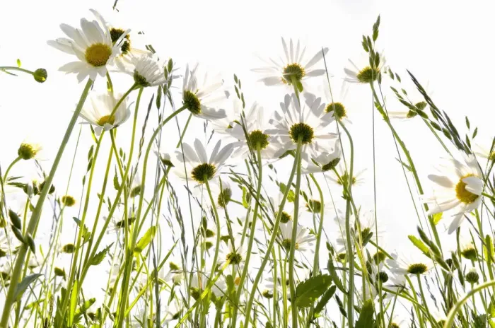 Framed Print : Daisies (Leucanthemum) in a meadow against the light Framed Print : Daisies (Leucanthemum) in a meadow against the light