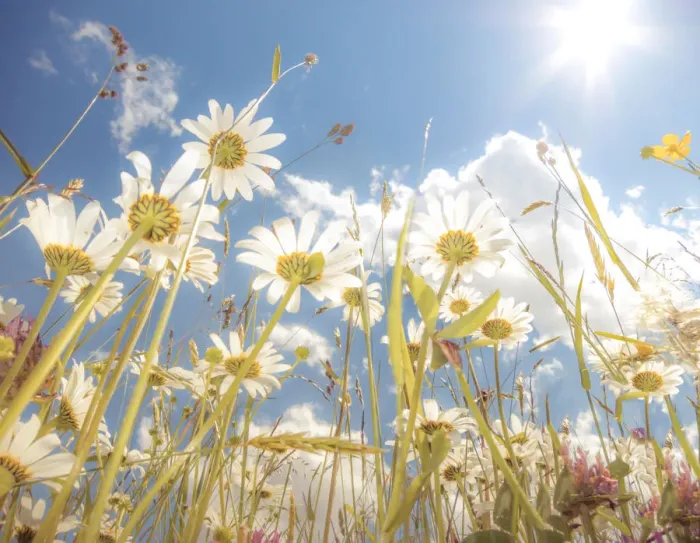 Framed Print : Daisies -Leucanthemum vulgare-, flower meadow, blue summer sky, from below, worms eye view, soft look effect Framed Print : Daisies -Leucanthemum vulgare-, flower meadow, blue summer sky, from below, worms eye view, soft look effect
