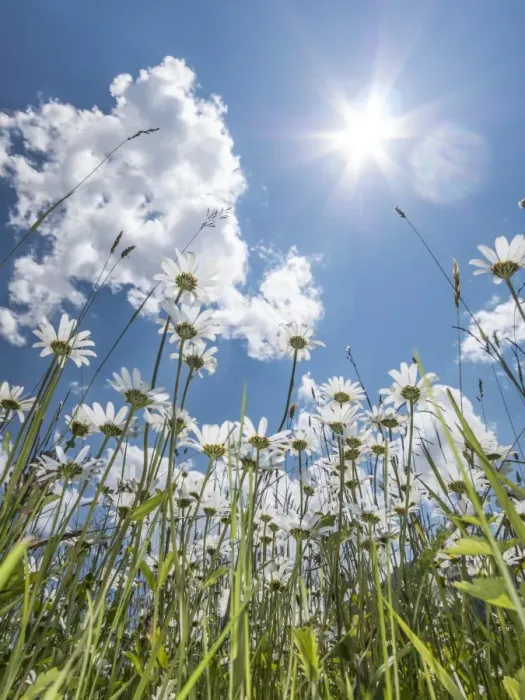 Framed Print : Daisies -Leucanthemum vulgare- from below, flower meadow, worms eye view, blue summer sky and sun with rays Framed Print : Daisies -Leucanthemum vulgare- from below, flower meadow, worms eye view, blue summer sky and sun with rays