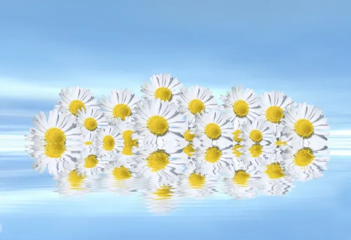 Framed Print : Daisies on water, mirroring, 3D graphics Framed Print : Daisies on water, mirroring, 3D graphics