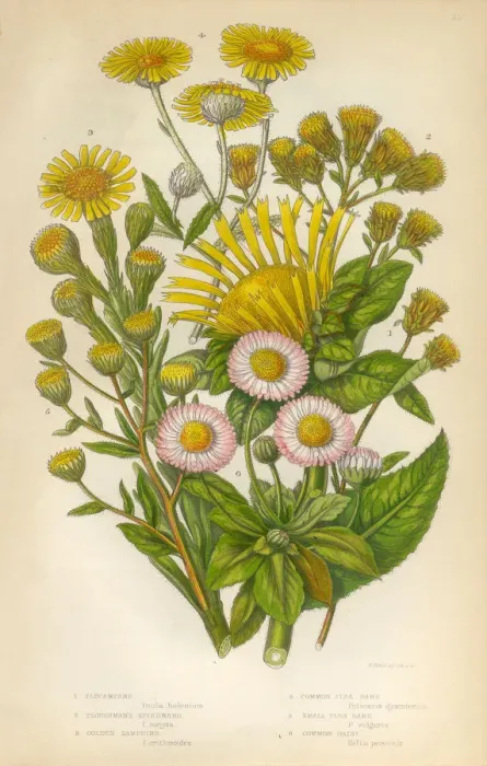 Framed Print : Daisy, Aster, Elecampane, Spikenard, Bane, Victorian Botanical Illustration Framed Print : Daisy, Aster, Elecampane, Spikenard, Bane, Victorian Botanical Illustration