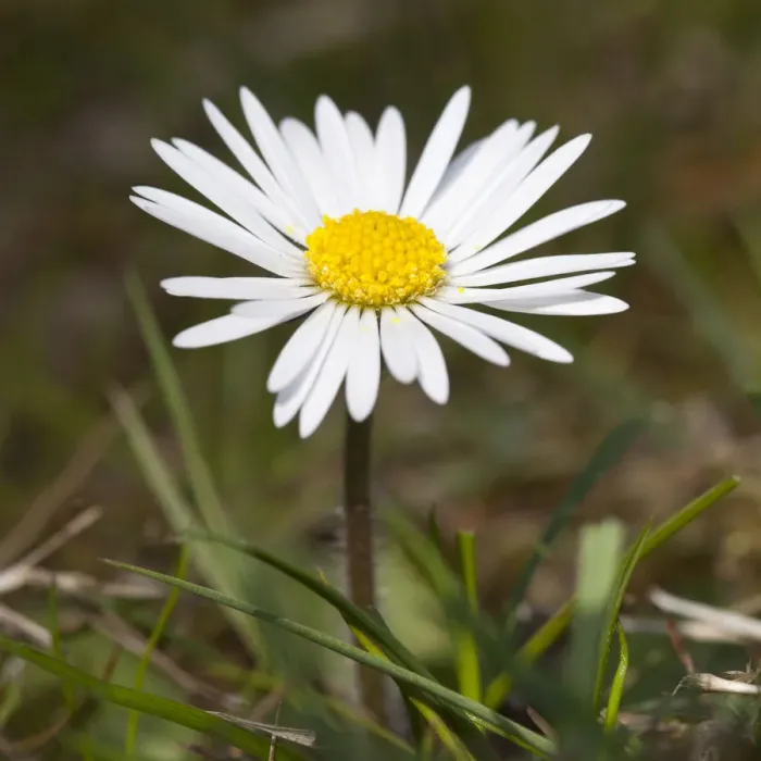 Framed Print : Daisy -Bellis perennis- Framed Print : Daisy -Bellis perennis-
