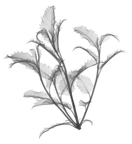 Daisy bush (Olearia macrodonta major), X-ray