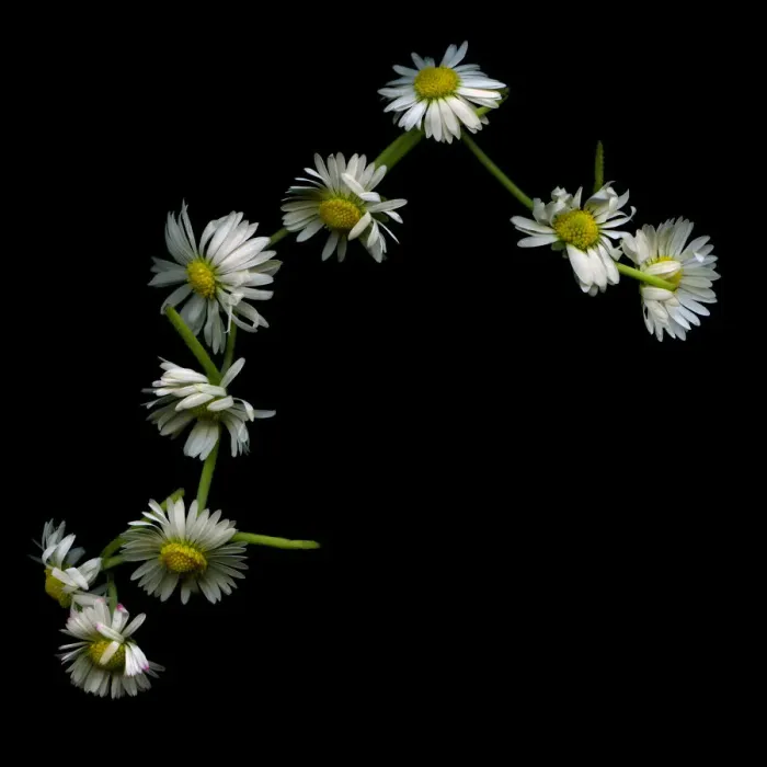 Framed Print : Daisy chain