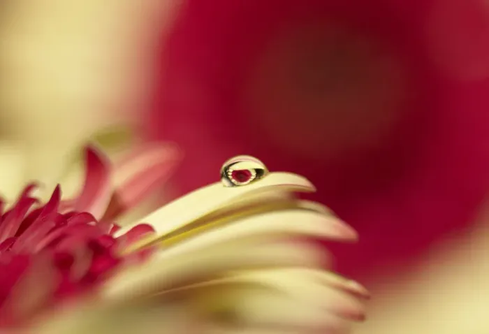 Framed Print : Daisy in droplet macro Framed Print : Daisy in droplet macro