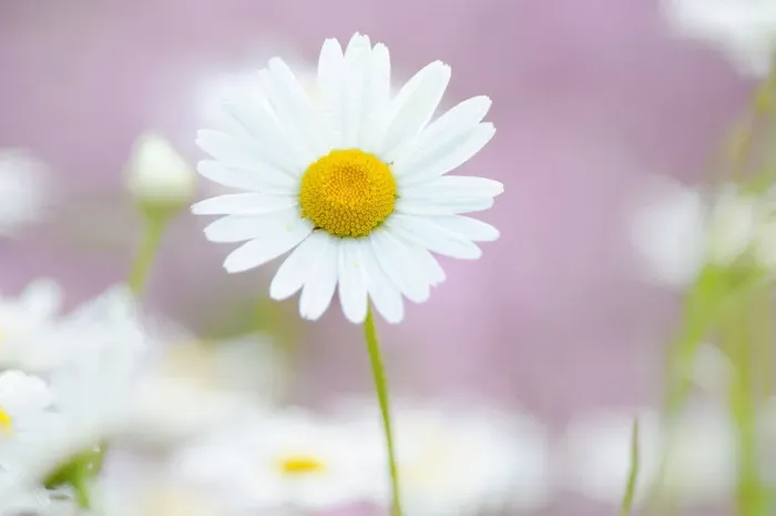 Framed Print : Daisy -Leucanthemum- Framed Print : Daisy -Leucanthemum-