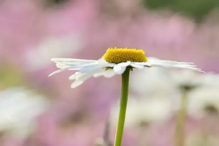 Framed Print : Daisy -Leucanthemum- Framed Print : Daisy -Leucanthemum-