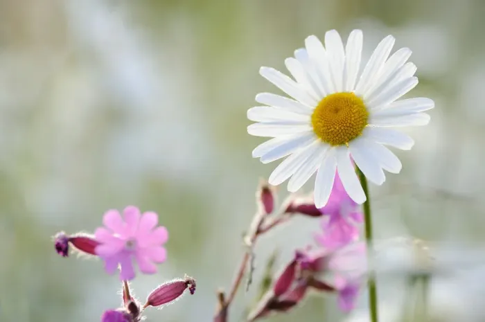 Framed Print : Daisy -Leucanthemum- Framed Print : Daisy -Leucanthemum-