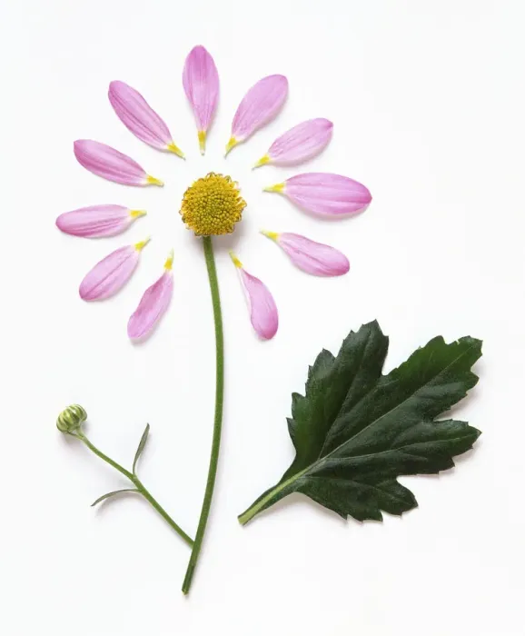 Framed Print : Daisy-like flower with detached, mauve petals, unfurled bud, yellow center, and green leaf