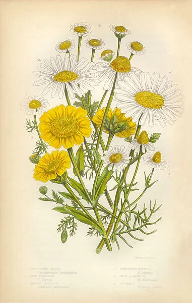 Daisy, Shasta Daisy, Aster, Marigold, Chamomile, Mayweed, Victorian Botanical Illustration