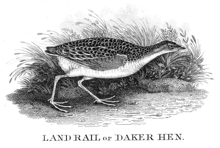 Framed Print : Daker hen engraving 1812 Framed Print : Daker hen engraving 1812