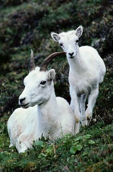 Dall sheep (Ovis dalli) and lamb, Denali NP, Alaska, USA