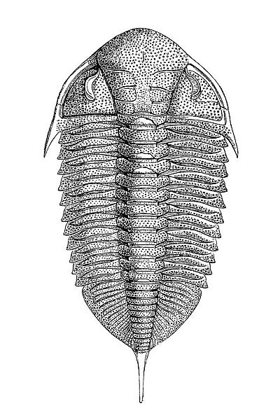 Dalmanites is a genus of trilobite in the order Phacopida. They lived from the Late Ordovician to Middle Devonian
