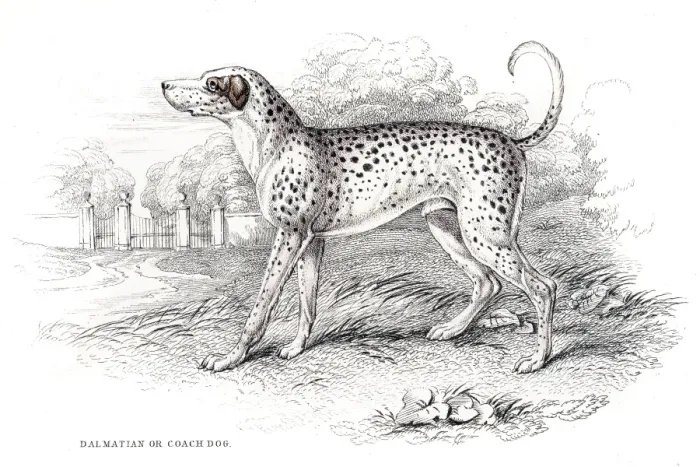 Framed Print : Dalmatian dog engraving 1840 Framed Print : Dalmatian dog engraving 1840