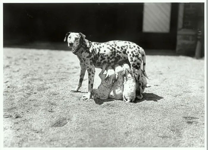 Framed Print : Dalmatian Mother W / Feeding Pups
