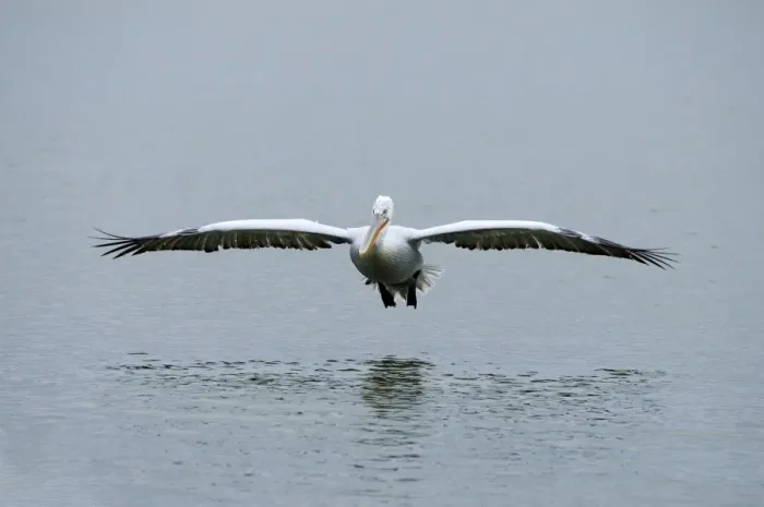 Framed Print : Dalmatian Pelican -Pelecanus crispus-, approaching to and on Lake Kerkini, Greece, Europe Framed Print : Dalmatian Pelican -Pelecanus crispus-, approaching to and on Lake Kerkini, Greece, Europe