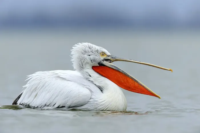 Framed Print : Dalmatian Pelican -Pelecanus crispus- with an open beak, on Lake Kerkini, Greece, Europe