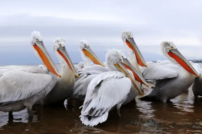 Framed Print : Dalmatian Pelicans -Pelecanus crispus-, Lake Kerkini, Greece, Europe Framed Print : Dalmatian Pelicans -Pelecanus crispus-, Lake Kerkini, Greece, Europe