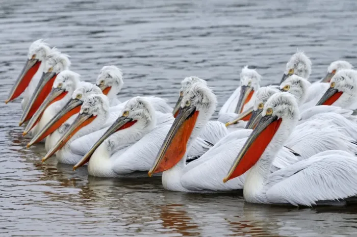 Framed Print : Dalmatian Pelicans -Pelecanus crispus-, in breeding plumage, Lake Kerkini, Greece, Europe Framed Print : Dalmatian Pelicans -Pelecanus crispus-, in breeding plumage, Lake Kerkini, Greece, Europe