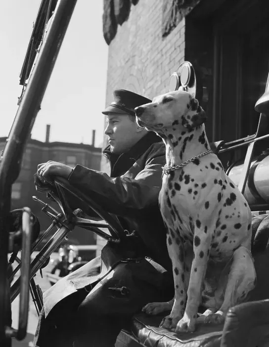Framed Print : Dalmatian Seated Next to Firefighter Framed Print : Dalmatian Seated Next to Firefighter