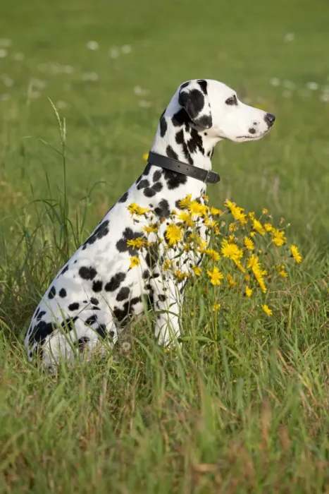 Framed Print : Dalmatian sitting in a meadow