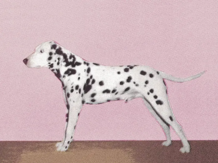 Framed Print : Dalmation. http: /  / csaimages.com / images / istockprofile / csa_vector_dsp.jpg