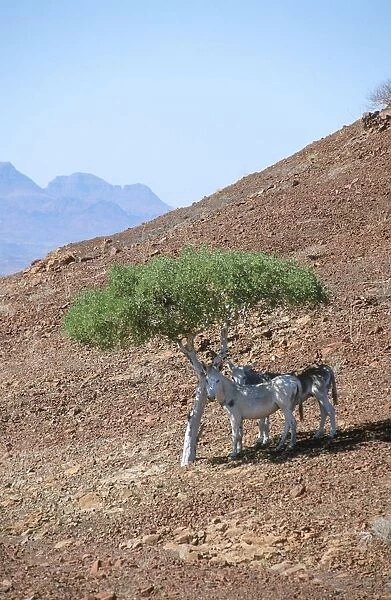 Damaraland Donkeys Hiding from the Midday Sun