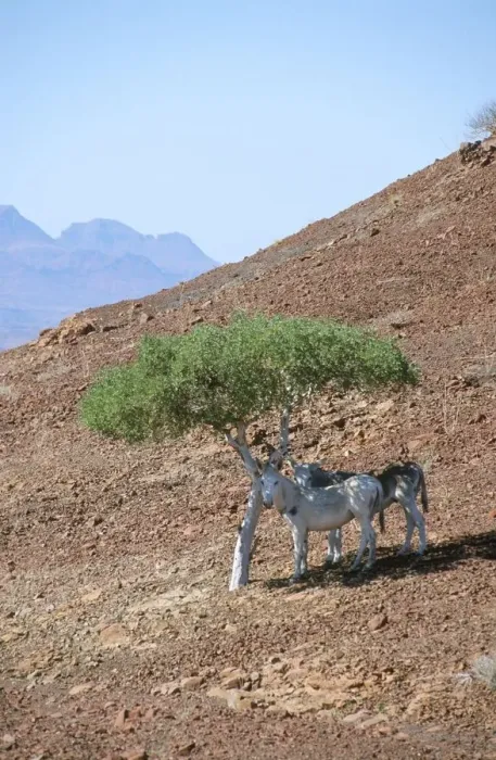 Framed Print : Damaraland Donkeys Hiding from the Midday Sun Framed Print : Damaraland Donkeys Hiding from the Midday Sun