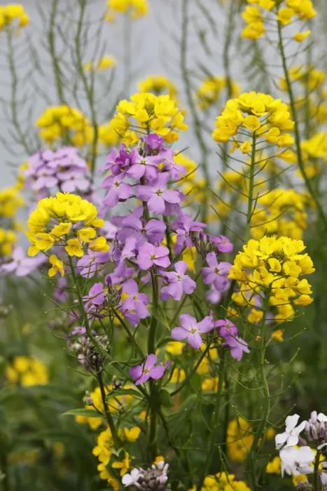 Framed Print : DameaAs Rocket, Damask Violet or Night Scented Gilliflower (Hesperis matronalis) and Rapeseed (Brassica napus), Republic of Ireland, Europe Framed Print : DameaAs Rocket, Damask Violet or Night Scented Gilliflower (Hesperis matronalis) and Rapeseed (Brassica napus), Republic of Ireland, Europe